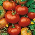 Томат Ребелион 3шт (25288). Семена