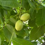 Зелёные грецкие орехи на меду 350 г