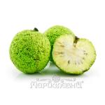 Масло маклюры  (при артрозе, остеохондрозе, межпозвоночных грыжах)