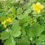 Масло чистотела  (при бородавках, папилломах)