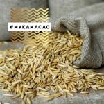 Овес шугуровский в оболочке