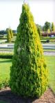 Туя восточная