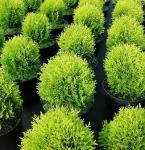 Туя западная