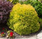 Туя западная