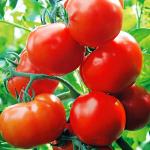 Томат Тимофей 15шт (2021)