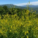 Донник лекарственный (трава)