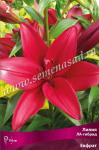 Лилия ЛА-гибрид. Луковичные