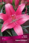 Лилия ЛА-гибрид. Луковичные