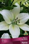 Лилия ЛА-гибрид. Луковичные