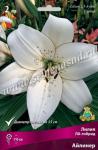 Лилия ЛА-гибрид. Луковичные