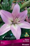 Лилия ЛА-гибрид. Луковичные