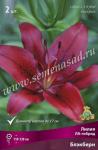 Лилия ЛА-гибрид. Луковичные