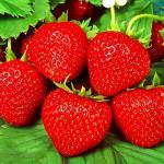 Бравура+Купчиха