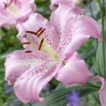 ЛИЛИЯ. Восточные гибриды