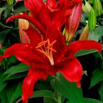 ЛИЛИЯ. Восточные гибриды