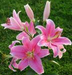 ЛИЛИЯ. Восточные гибриды