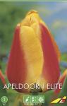 Тюльпан Апельдорн Элит (Tulipa Apeldoorn Elite), 5 шт (разбор 11/12)