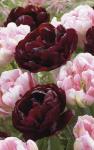 Тюльпан Дабл Контраст смесь (Tulipa Double Contrast), 15 шт