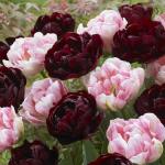 Тюльпан Дабл Контраст смесь (Tulipa Double Contrast), 15 шт