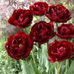 Тюльпан Дабл Контраст смесь (Tulipa Double Contrast), 15 шт