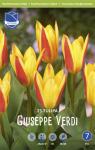 Тюльпан Джузеппе Верди (Tulipa Giuseppe Verdi), 25 шт (разбор 11/12)