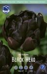 Тюльпан Блек Хиро (Tulipa Black Hero), 10 шт (разбор 12/14)