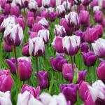 Тюльпан Пёпл Пэшн смесь (Tulipa Purple Passion), 15 шт