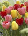 Тюльпан Дарвинов гибрид смесь (Tulipa Darwin Hybrid mix), 15 шт (разбор 14/16!)