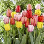 Тюльпан Дарвинов гибрид смесь (Tulipa Darwin Hybrid mix), 15 шт (разбор 14/16!)