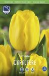 Тюльпан Карактэ (Tulipa Caractere), 10 шт (разбор 12/14)