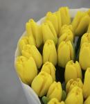 Тюльпан Карактэ (Tulipa Caractere), 10 шт (разбор 12/14)