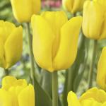 Тюльпан Карактэ (Tulipa Caractere), 10 шт (разбор 12/14)