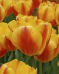 Тюльпан Оксфорд Вондер (Tulipa Oxford Wonder), 15 шт (разбор 14/16!)