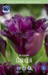 Тюльпан Горилла (Tulipa Gorilla), 10 шт (разбор 11/12)