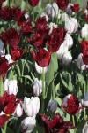 Тюльпан Версаче (Tulipa Versace), 10 шт (разбор 12/14)