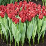 Тюльпан Версаче (Tulipa Versace), 10 шт (разбор 12/14)