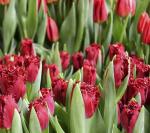 Тюльпан Версаче (Tulipa Versace), 10 шт (разбор 12/14)