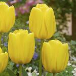 Тюльпан Голден Танго (Tulipa Golden Tango), 10 шт (разбор 11/12)