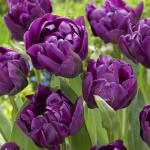 Тюльпан Блюберри Айс (Tulipa Blueberry Ice), 5 шт (разбор 12/14)
