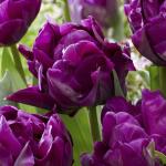 Тюльпан Блюберри Айс (Tulipa Blueberry Ice), 5 шт (разбор 12/14)
