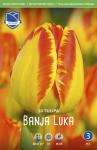 Тюльпан Банья Лука (Tulipa Banja Luka), 10 шт (разбор 12/14)