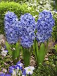 Гиацинт Дельфтс Блю (Hyacinthus Delfts Blauw), 3 шт (разбор 14/15)