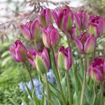 Тюльпан Найт Райдер (Tulipa Night Rider), 10 шт  (разбор 12/14)