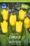 Тюльпан Кандела (Tulipa Candela), 10 шт  (разбор 11/12)