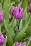 Тюльпан Блю Бьюти (Tulipa Blue Beauty), 10 шт (разбор 11/12)