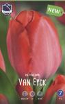 Тюльпан Ван Эйк (Tulipa Van Eijk), 25 шт (разбор 12/14)