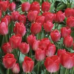 Тюльпан Ван Эйк (Tulipa Van Eijk), 25 шт (разбор 12/14)