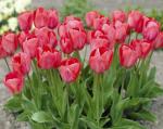 Тюльпан Ван Эйк (Tulipa Van Eijk), 25 шт (разбор 12/14)