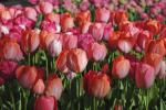 Тюльпан Ван Эйк (Tulipa Van Eijk), 25 шт (разбор 12/14)