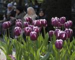 Тюльпан Александр Пушкин (Tulipa Alexander Pushkin), 10 шт (разбор 12/14)
